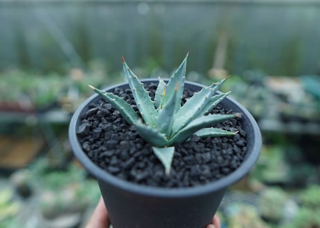 アガベ　ユタエンシス　Agave uthaensis　No.1