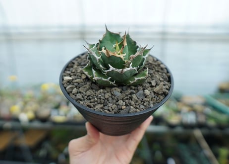 アガベ　チタノタ　 FO-76 　Agave titanota FO-76  No.1