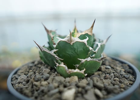 アガベ　チタノタ　 FO-76 　Agave titanota FO-76  No.1