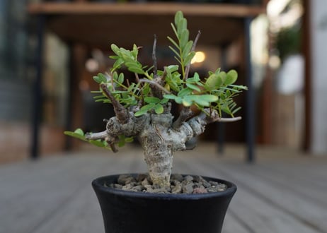 センナ　メリディオナリス　Senna meridionalis　No.1