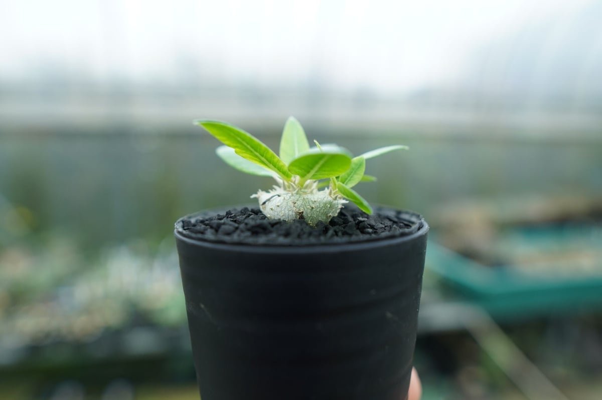パキポディウム 恵比寿笑い Pachypodium brevicaule No.3 | man