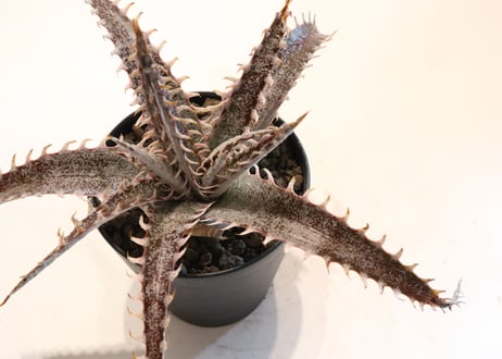 Dyckia T-Rex X Keswick