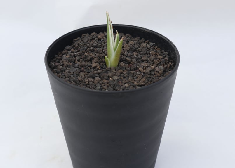 アガベ 氷山 | mana's green:塊根植物販売|マナズグリーン アガベ 氷山 | mana's green:塊根植物販売|マナズグリーン