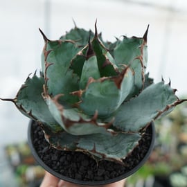 アガベ界ツートップのB&BとFO‐76が勢ぞろい！ | mana's farm:塊根植物