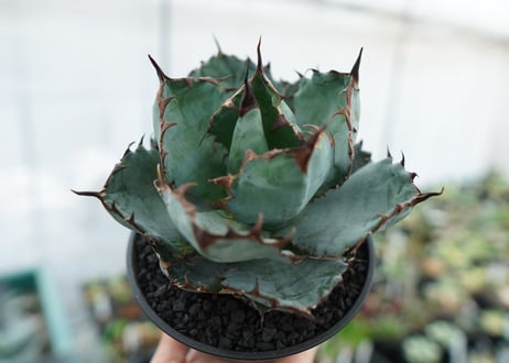アガベ　チタノタ　 ブラックアンドブルー 　Agave titanota black and blue　NO.3
