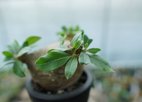 パキポディウム　マカイエンセ　Pachypodium makayense No.3