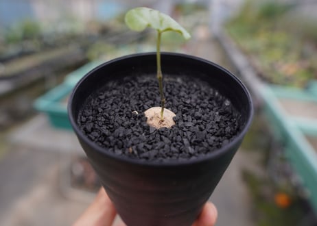 亀甲竜　Dioscorea elephantipes No.2