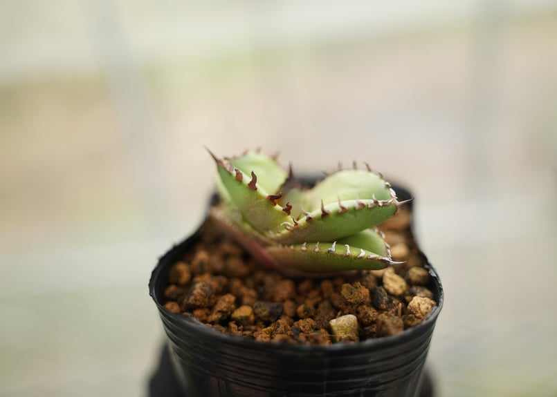 アガベ オテロイ 沖縄実生 No.3 | mana's farm:塊根植物・アガベ