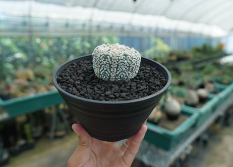 アストロフィツム　スーパー兜　Astrophytum asterias 'Superkabuto'