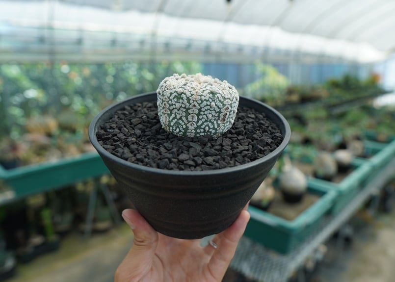 アストロフィツム スーパー兜 Astrophytum asterias 'Superkabut