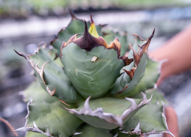 チタノタ 姫厳竜 | mana's farm:塊根植物・アガベ・ドライガーデン植物