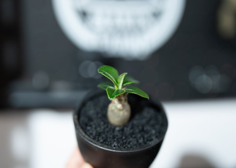 パキポディウム ウィンゾリー 沖縄実生株 | mana's farm:塊根植物