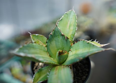アガベ　チタノタ　錦　Agave titanota Variegated