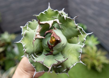 Agave titanota dwarf 姫厳龍 A NO.3   (G)