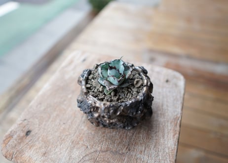 アガベ　チタノタ　 ブラックアンドブルー 　Agave titanota black and blue