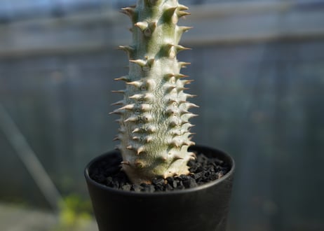 パキポディウム　伊藤ハイブリッド　Pachypodium 'Itoh Hybrid'  No.2