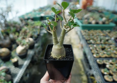 アデニウム　Adenium　No.11