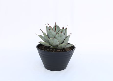 Agave Dragon Toes  №７
