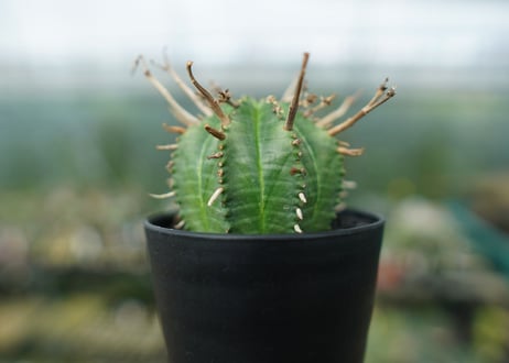 ユーフォルビア　スーパーバリダ　Euphorbia super valida