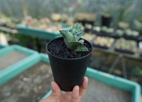 アガベ　チタノタ　 ブラックアンドブルー 　Agave titanota black and blue　No.9