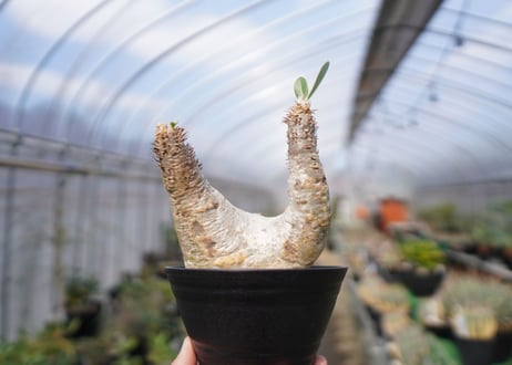 パキポディウム　エブレネウム　Pachypodium eburneum　No.3
