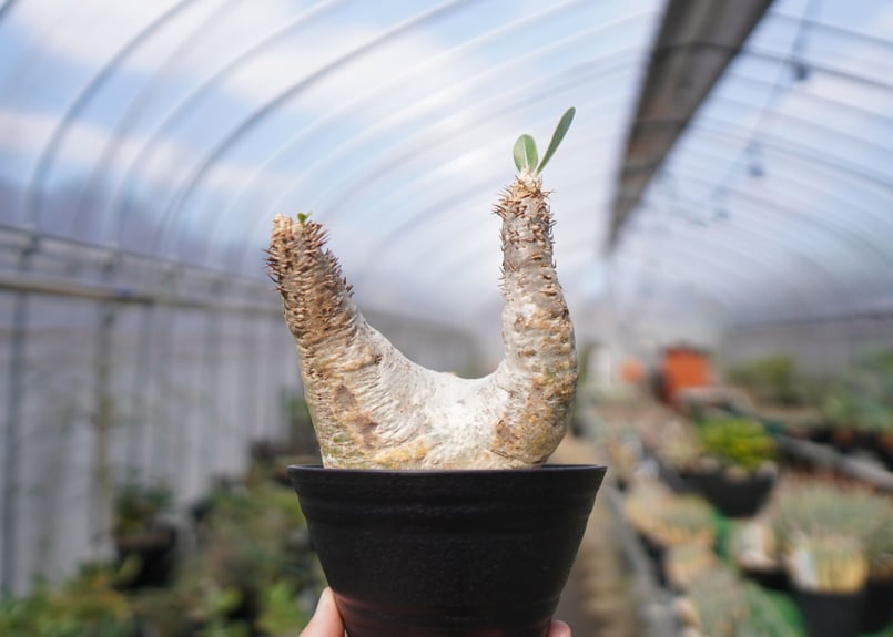 パキポディウム エブレネウム 3 【公式通販】