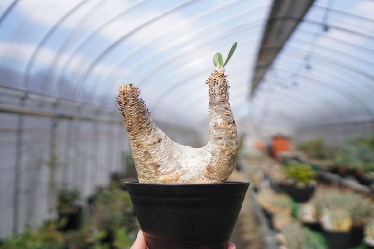 パキポディウム エブレネウム Pachypodium eburneum ④ pachypodium eburneum《L size》※現地球株発根済※メクれ上がった