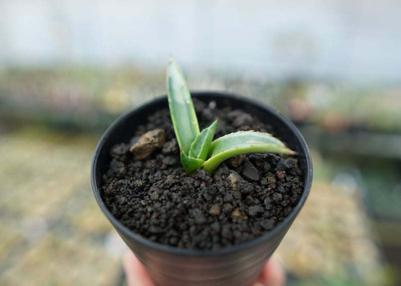 アガベ シャークスキン Agave Sharkskin No.2 | mana's farm: