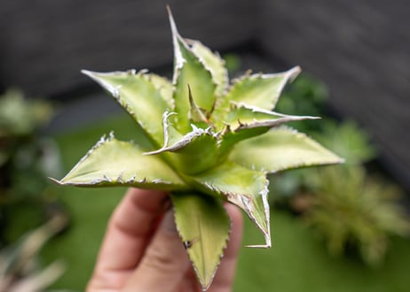 Agave Sowing seeds NO.3