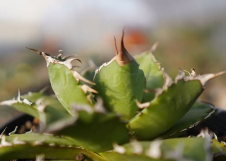 agave titanota 　ソーラーエクリプス