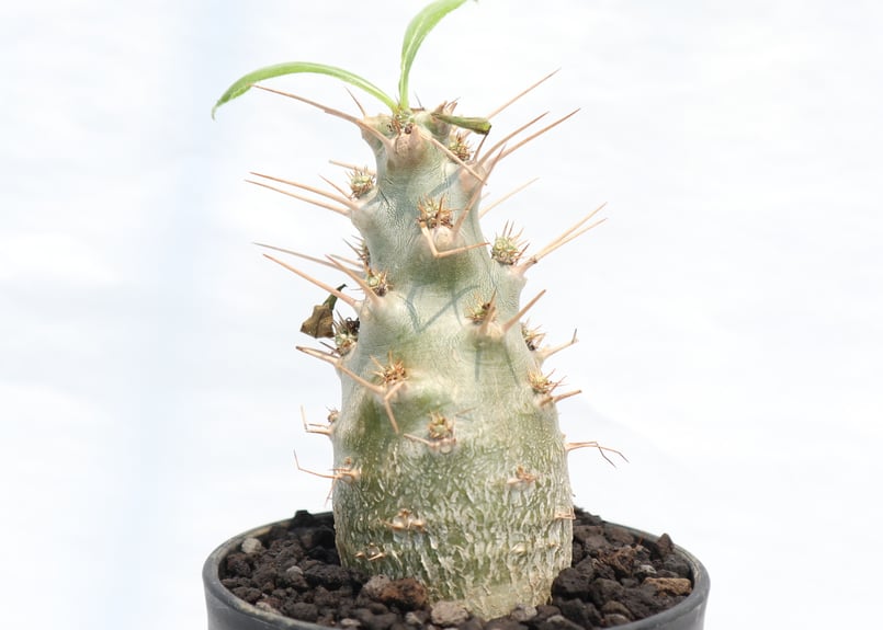 パキポディウム サンデルシー 実生 | mana's farm:塊根植物・アガベ