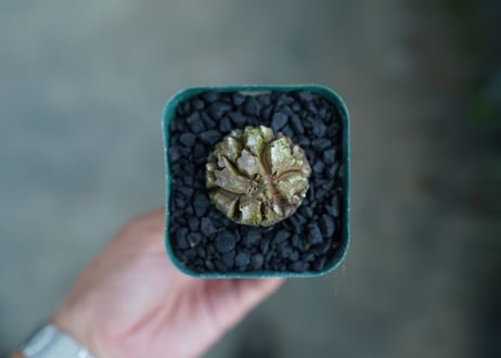 亀甲竜　Dioscorea elephantipes　No.3