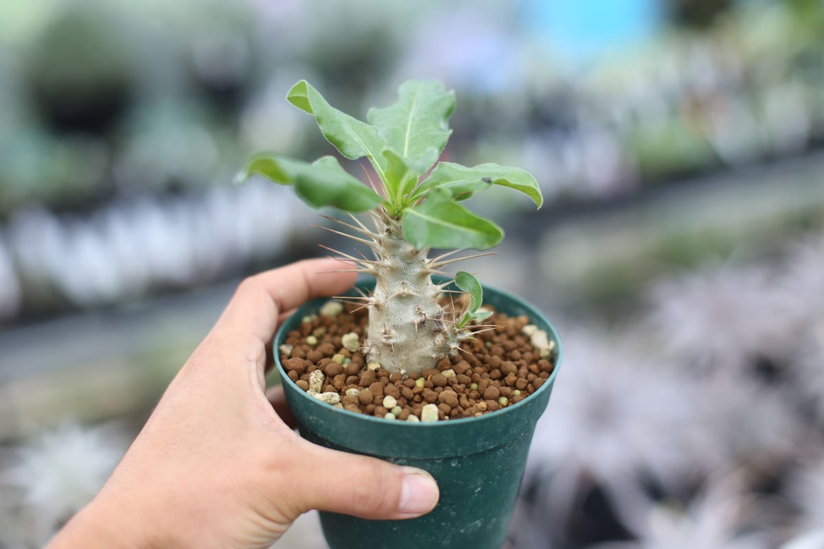 【特大サイズ】パキポディウム ミケア 国内実生 塊根植物 サボテン パキポディウム サウンデルシー 国内実生 | mana's farm:塊根植物