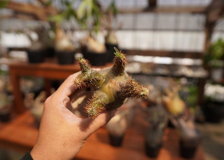 パキポディウム　グラキリス　Pachypodium gracilius　抜き苗　№36