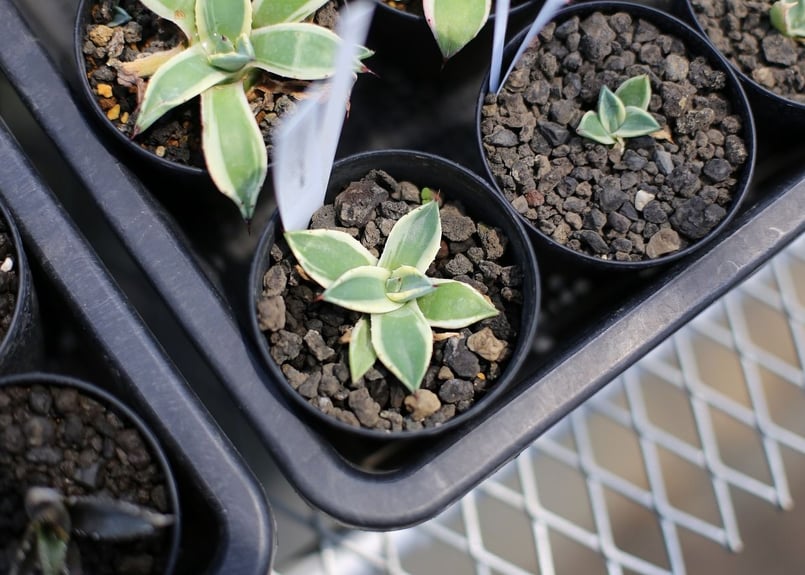 アガベ クリームスパイク | mana's farm:塊根植物・アガベ・ドライ