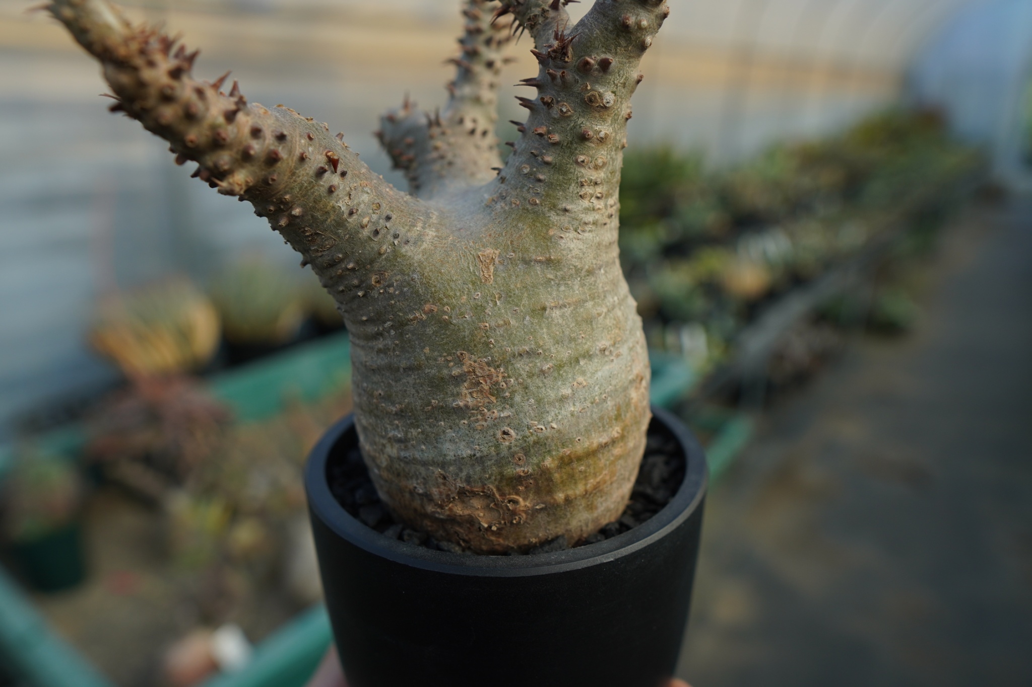 パキポディウム　マカイエンセ パキポディウム マカイエンセ Pachypodium makayense No.7 | man