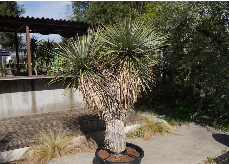 ユッカ　ロストラータ　　2 ユッカ ロストラータ No.2 | mana's farm:塊根植物・アガベ・ドライ