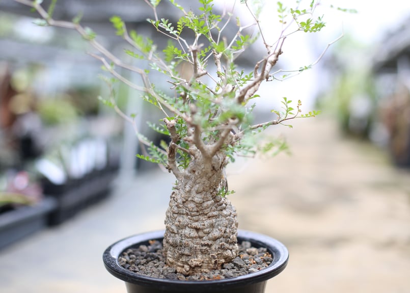 サマーセール！ 超希少 実生 オペルクリカリア ムルチジュガ 塊根 パキプス 4 2025，新作登場】 希少 オペルクリカリア パキプス 実生