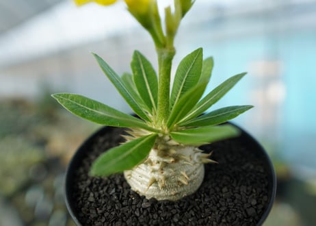 パキポディウム　恵比寿大黒　Pachypodium Densicaule　No.2