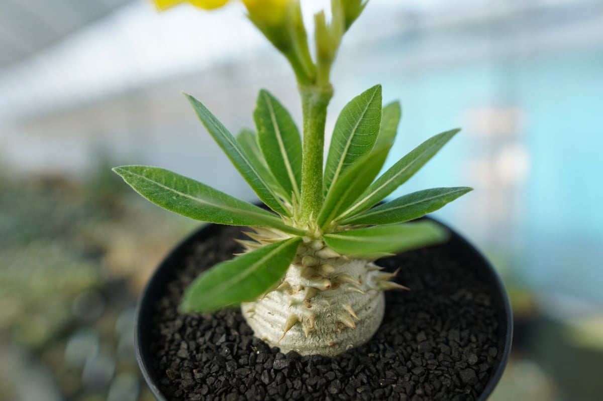 パキポディウム 恵比寿大黒 Pachypodium Densicaule No.2 | man パキポディウム 恵比寿大黒 Pachypodium Densicaule No.2 | man