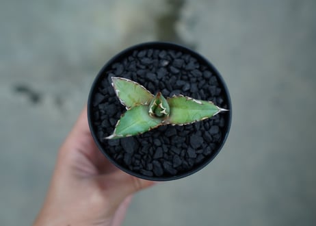アガベ　チタノタ　萬代厳竜　Agave lophantha×titanota　No.1