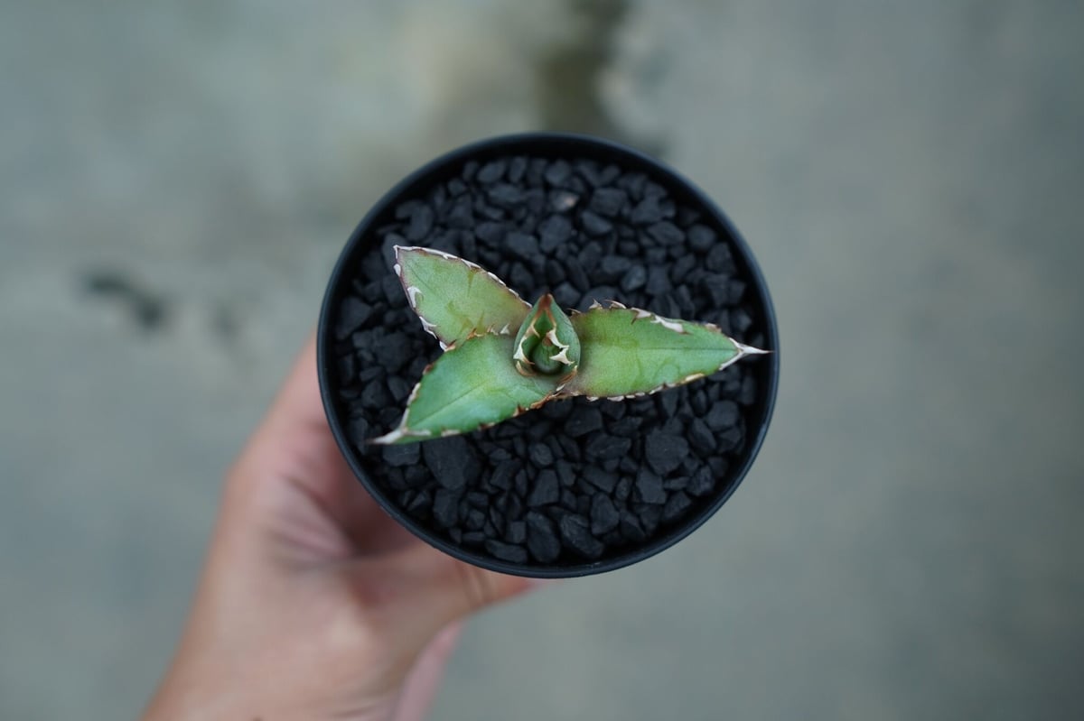 アガベ チタノタ 萬代厳竜 Agave lophantha×titanota No.1 | m アガベ チタノタ 萬代厳竜 Agave lophantha×titanota No.1 | m