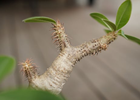 パキポディウム マカイエンセ　Pachypodium makayense