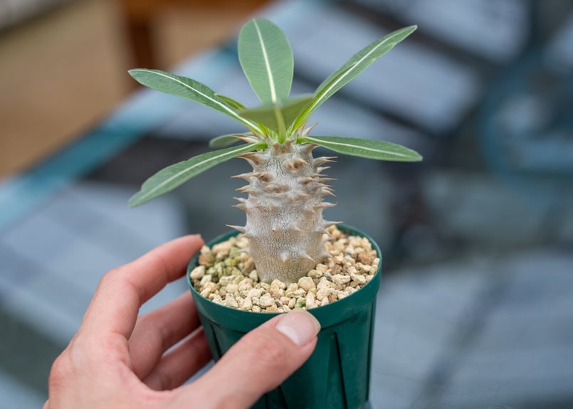 パキポディウム ホロンベンセ | mana's farm:塊根植物・アガベ・ドライ