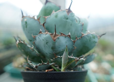 アガベ　チタノタ　 ブラックアンドブルー 　Agave titanota black and blue　No.3