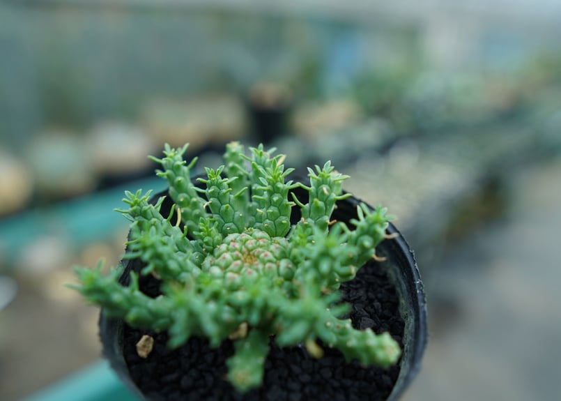 塊根植物 コーデックス タコモノ ユーフォルビア