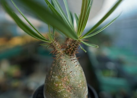 パキポディウム　グラキリス　 Pachypodium Gracilius  No.8