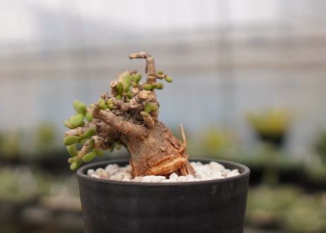 Ceraria pygmaea ケラリア ピグマエア　B NO.10