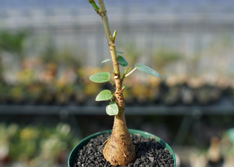 フィカス パルメリー Ficus palmeri | mana's farm:塊根植物・アガベ