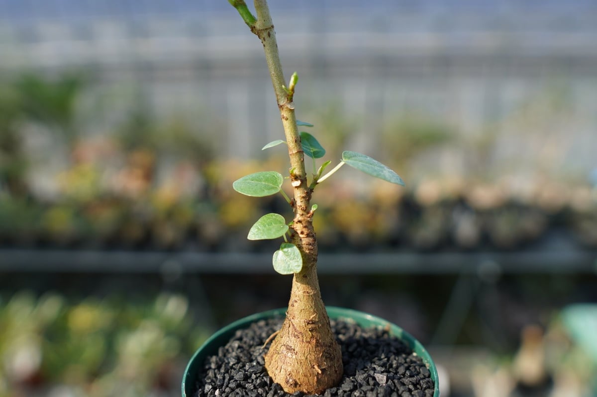 フィカス パルメリー　塊根植物　Ficus palmeri フィカス パルメリー Ficus palmeri | mana's farm:塊根植物・アガベ